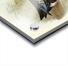 Variegated Shoveller Spatula Variegata illustrated by Elizabeth Gould 1804–1841 for John Gould’s 1804-1881 Birds of Australia  Acrylic print