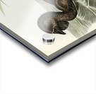 Musk Duck Biziura lobata illustrated by Elizabeth Gould 1804–1841 for John Gould’s 1804-1881 Birds of Australia  Acrylic print