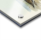 Double-banded Dottrel Hiaticula bicincta illustrated by Elizabeth Gould 1804–1841 for John Gould’s 1804-1881 Birds of Australia  Acrylic print