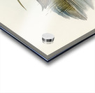 Spotted Water Crake Porzana fluminea illustrated by Elizabeth Gould 1804–1841 for John Gould’s 1804-1881 Birds of Australia  Acrylic print