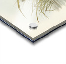 Spotless Gallinule Porzana immaculata illustrated by Elizabeth Gould 1804–1841 for John Gould’s 1804-1881 Birds of Australia  Acrylic print