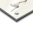 Striated Wren Amytis striatus illustrated by Elizabeth Gould 1804–1841 for John Gould’s 1804-1881 Birds of Australia  Acrylic print