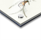 Slender-billed Spine-bill Acanthorhynchus tenuirostris illustrated by Elizabeth Gould 1804–1841 for John Gould’s 1804-1881 Birds of Australia  Acrylic print