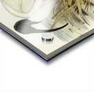 White Ibis Threskiornis strictipennis illustrated by Elizabeth Gould 1804–1841 for John Gould’s 1804-1881 Birds of Australia  Acrylic print