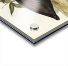 Pacific Heron Ardea pacifica illustrated by Elizabeth Gould 1804–1841 for John Gould’s 1804-1881 Birds of Australia  Acrylic print