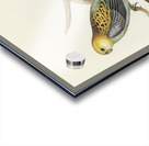 Pale-headed Parakeet Platycercus palliceps illustrated by Elizabeth Gould 1804–1841 for John Gould’s 1804-1881 Birds of Australia  Acrylic print