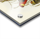 The Earl of Derbys Parrakeet Platycercus icterotis illustrated by Elizabeth Gould 1804–1841 for John Gould’s 1804-1881 Birds of Australia  Acrylic print