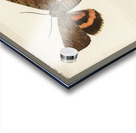 Darling Underwing Catocala Cara and under side from Moths and Butterflies of the United States 1900 by Sherman F. Denton 1856-1937.  Acrylic print