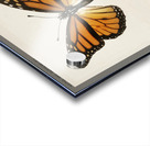 Monarch Butterfly Danais Archippus from Moths and butterflies of the United States 1900 by Sherman F. Denton 1856-1937.  Acrylic print