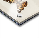 Painted Lady Pyrameis Cardui from Moths and butterflies of the United States 1900 by Sherman F. Denton 1856-1937.  Acrylic print