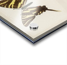 Papilio Ajax from Moths and butterflies of the United States 1900 by Sherman F. Denton 1856-1937.  Acrylic print