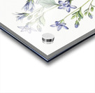 Dalmatian wall campanula flower from Edwards Botanical Register 1829-1847  by Sydenham Edwards John Lindley and James Ridgway. Acrylic print