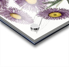 Shewy stenactis from Edwards Botanical Register 1829-1847  by Sydenham Edwards John Lindley and James Ridgway. Acrylic print