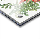 Crimson glory pea from Edwards Botanical Register 1829-1847  by Sydenham Edwards John Lindley and James Ridgway. Acrylic print