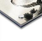 Hawk on pine branch 1900 - 1930 by Ohara Koson 1877-1945. Acrylic print