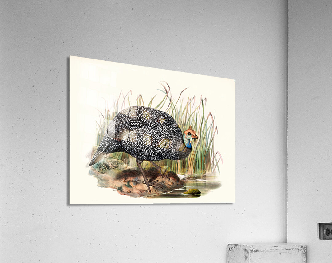 Numida mitrata. 1872 Acrylic Print