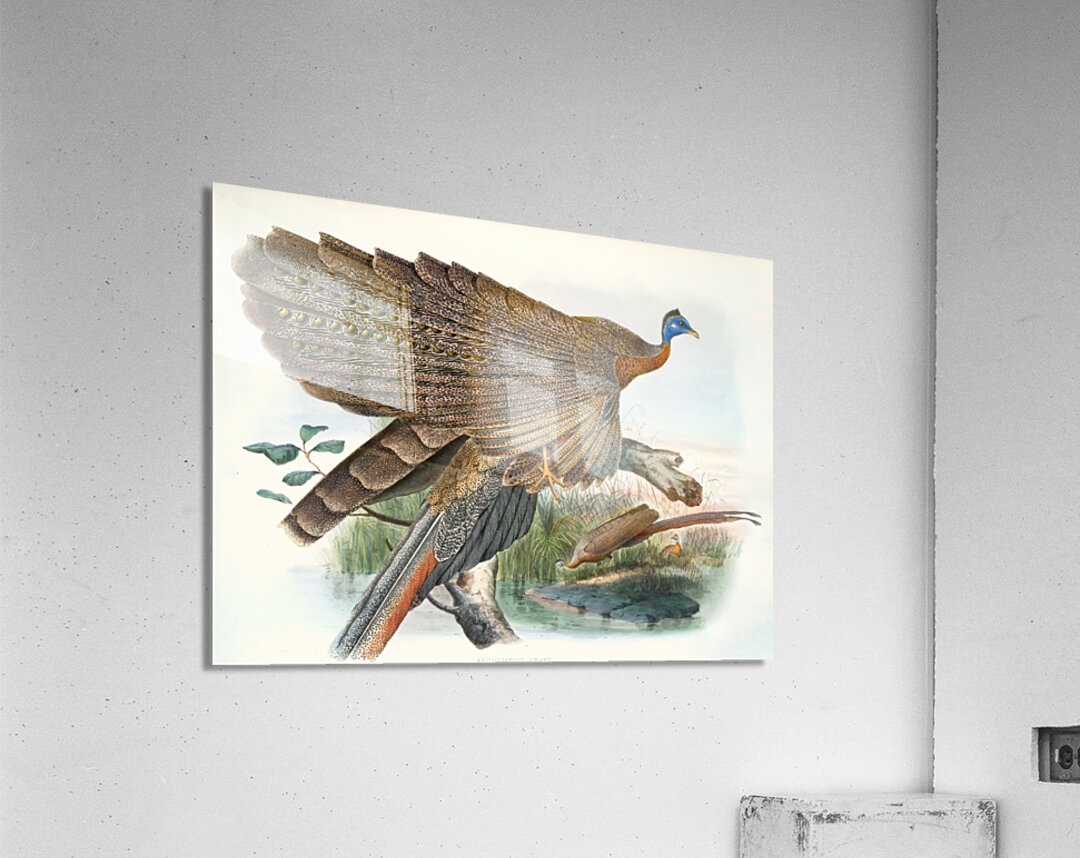 Argus Grayi. 1872 Acrylic Print