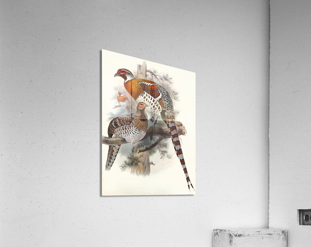 Calophasis Ellioti. 1872 Acrylic Print