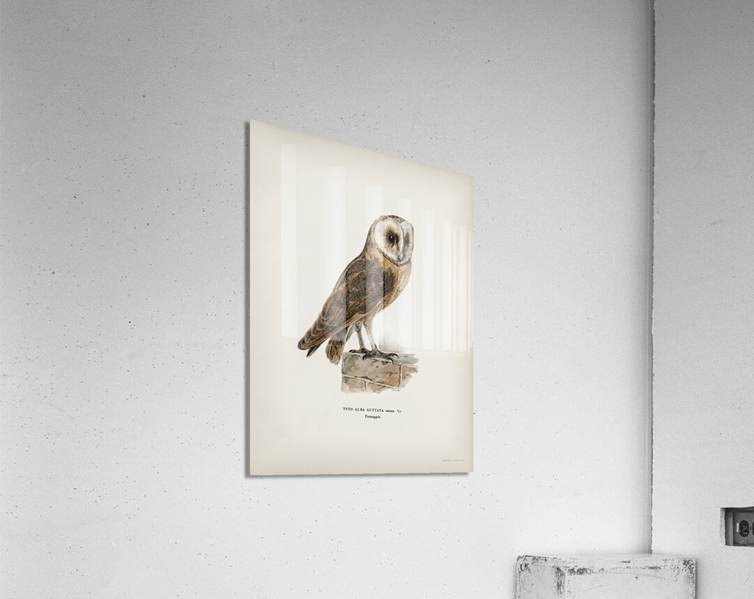 Tyto alba guttata owl Acrylic Print
