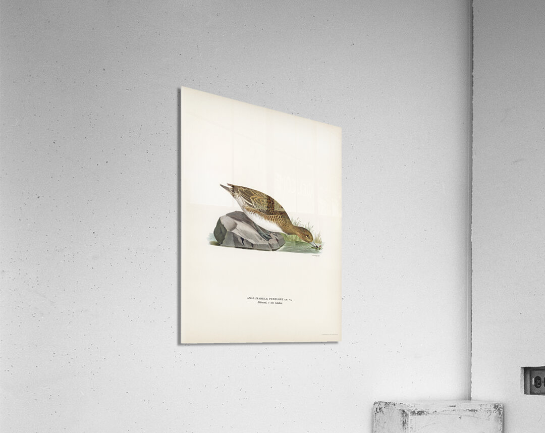 Eurasian wigeon female Anasmereca penelope Acrylic Print