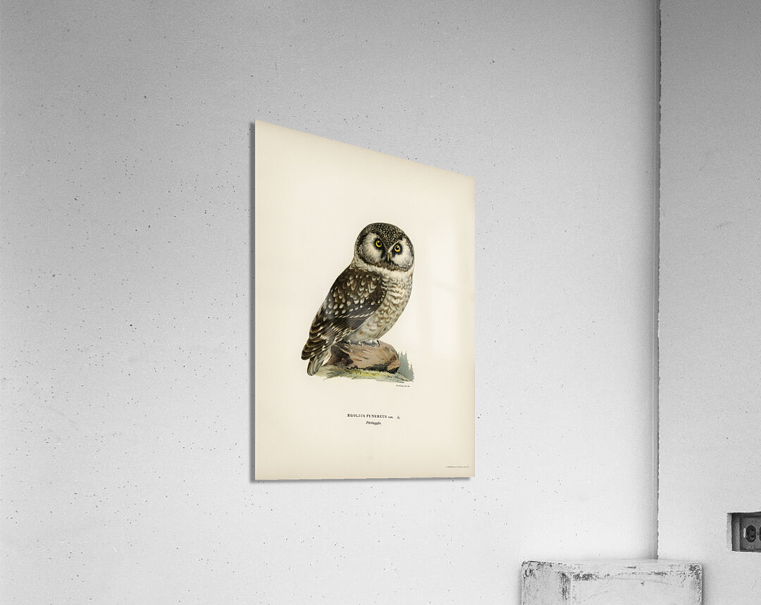 Boreal Owl Tengmalm&39s Owl Aegolius funereus Acrylic Print