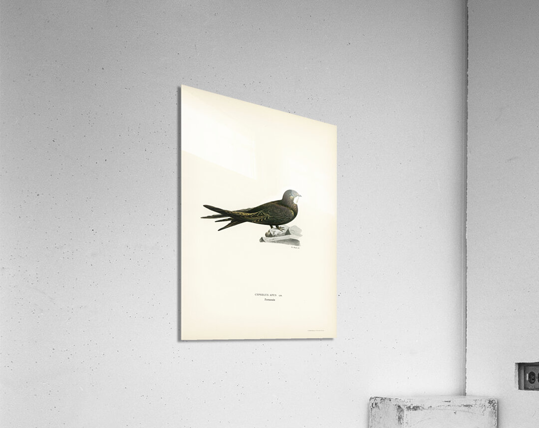 The Common Swift Cypselus Apus Acrylic Print