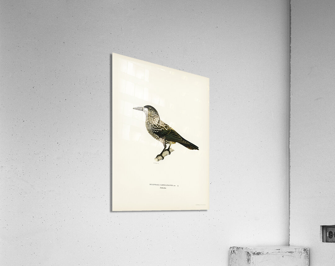 Spotted Nutcracker Nucifraga caryocatactes Acrylic Print