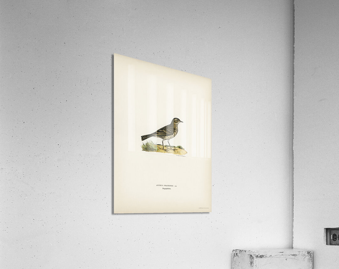 Meadow pipit Anthus pratensis Acrylic Print