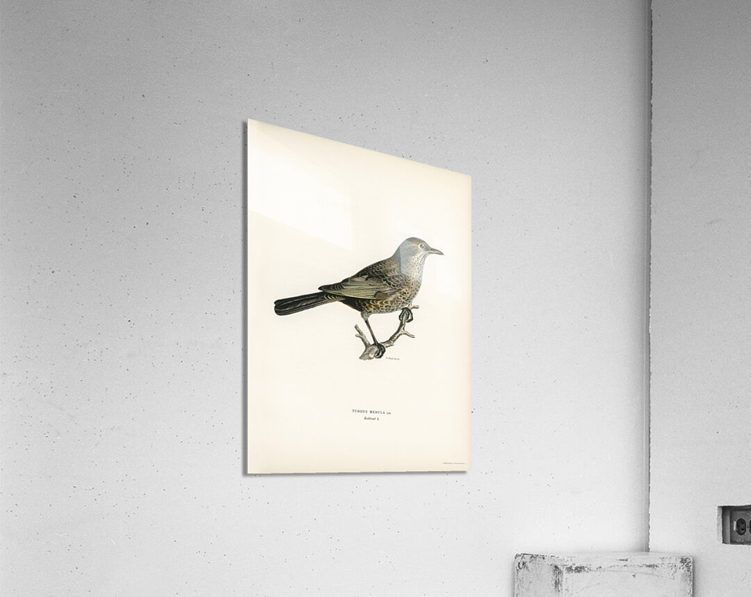 Blackbird ♀ Turdus merula Acrylic Print