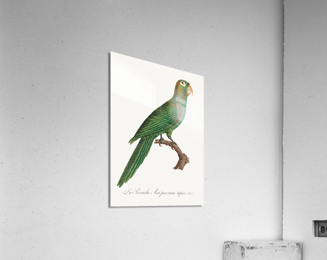 Red-spectacled amazon  Acrylic Print