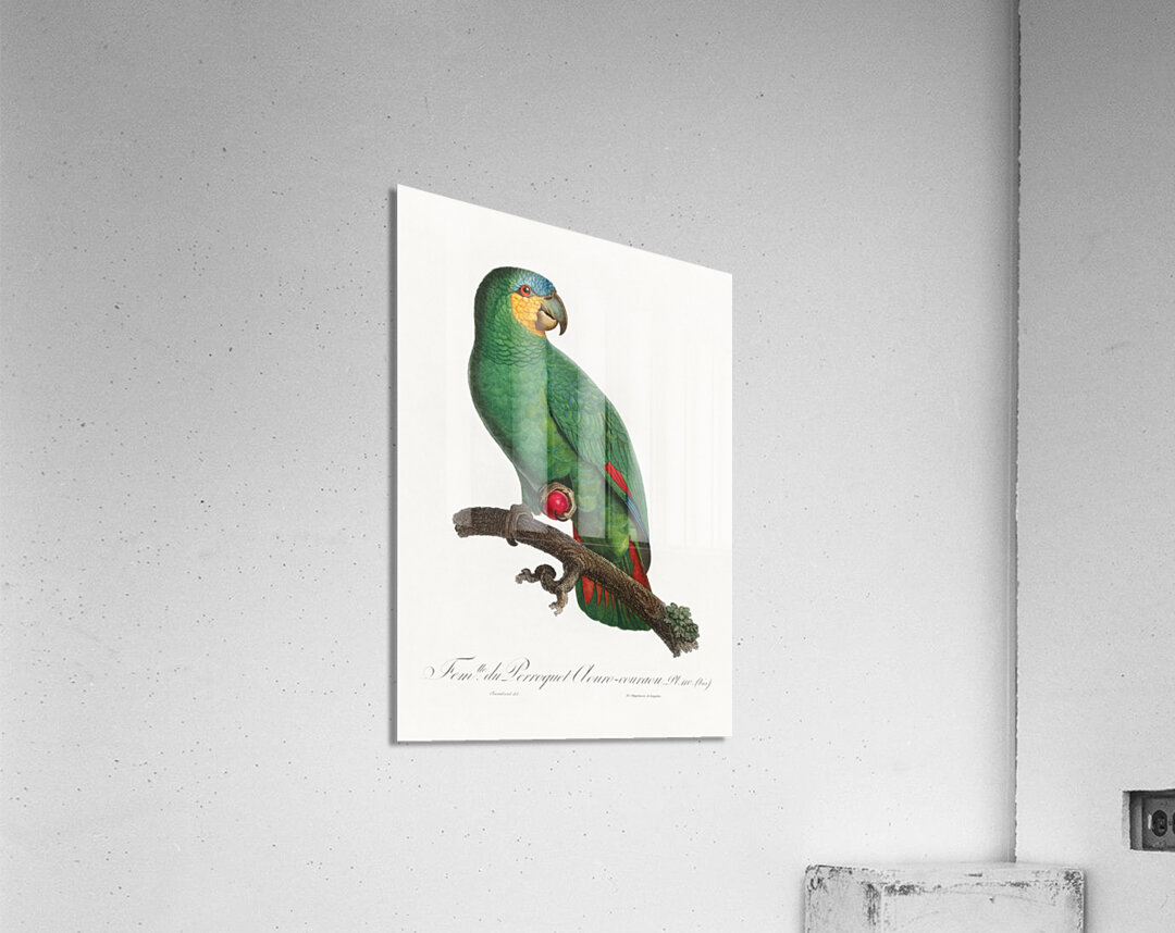 Loro guaro  Acrylic Print