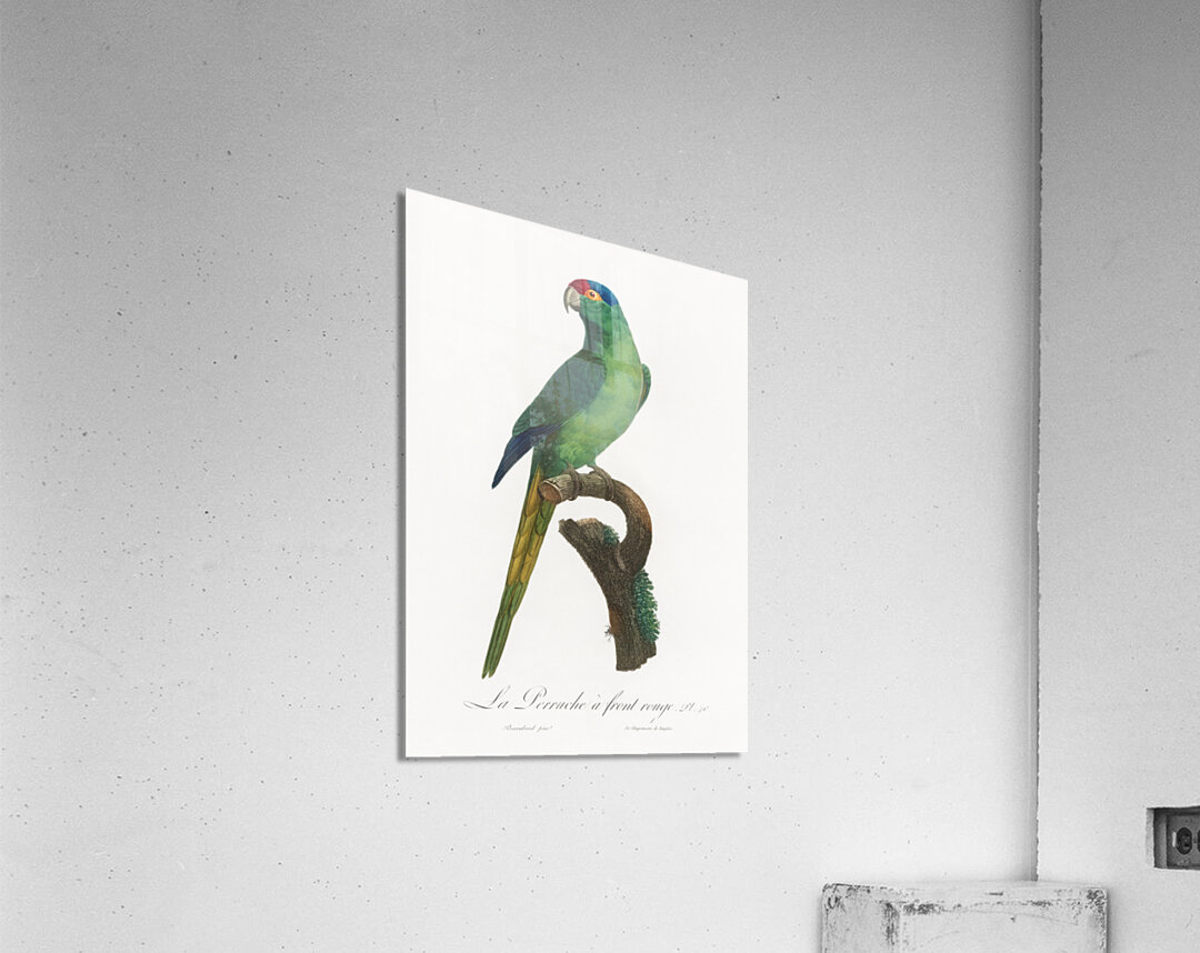 Red-fronted parakeet  Acrylic Print