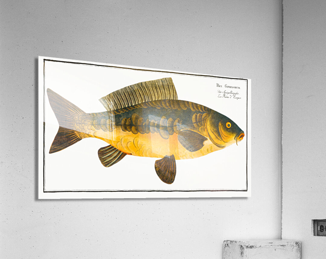Royal-Carp Rex Cyprinorum Acrylic Print