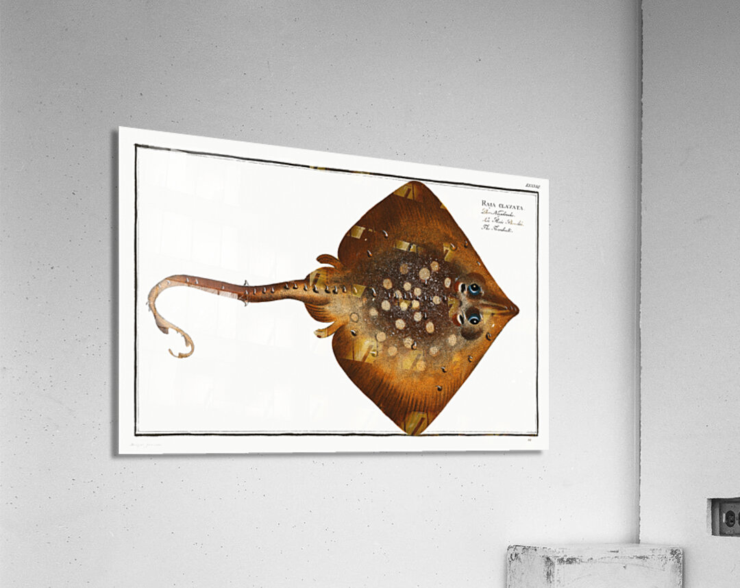 Thornback Raja clavata Acrylic Print
