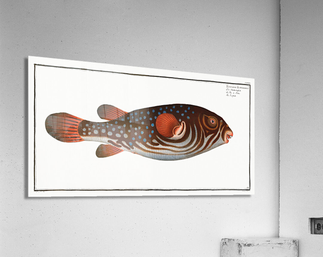 Toadfish Tetrodon Testudineus Acrylic Print