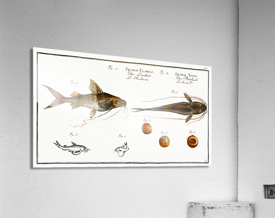 1. Longbearded Silurus Clarias 2. Crack-Belly Silurus Ascita Acrylic Print