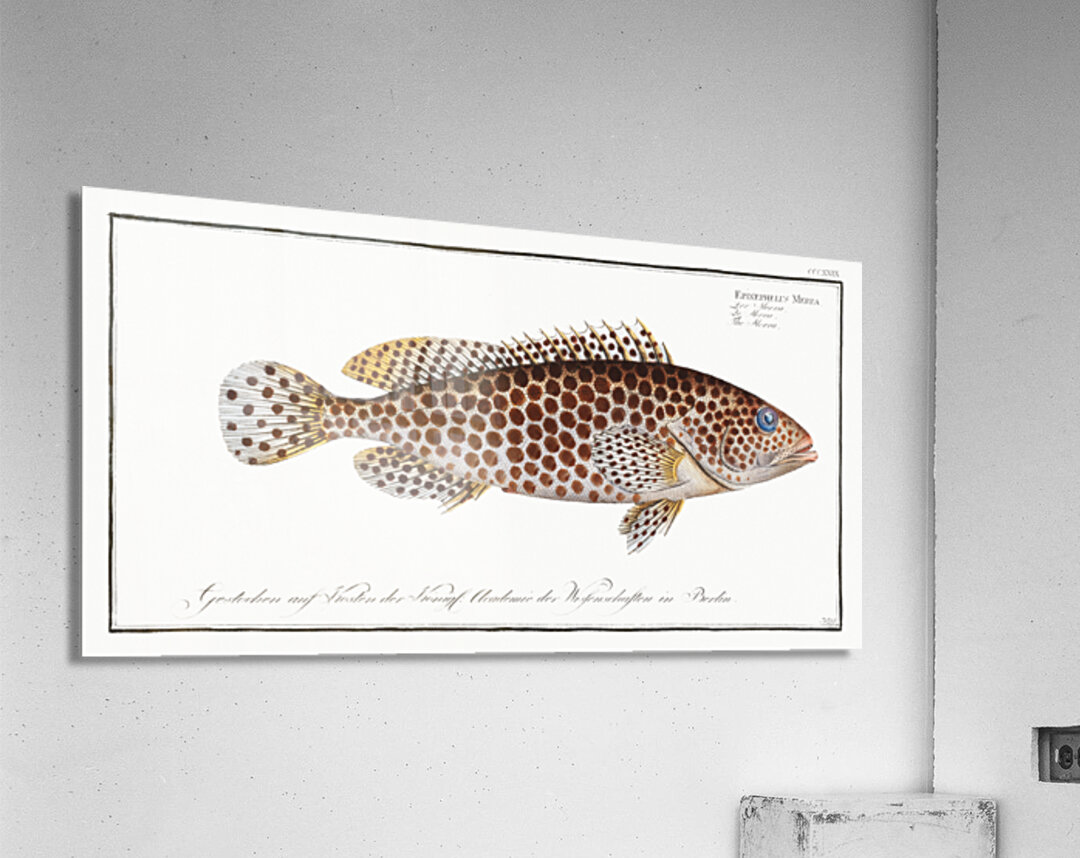 Merra Epinephelus Merra Acrylic Print
