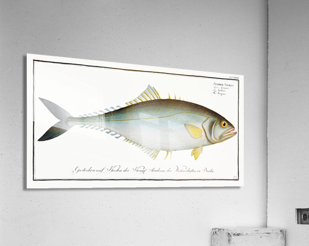 Jumper Scomber Saliens Acrylic Print