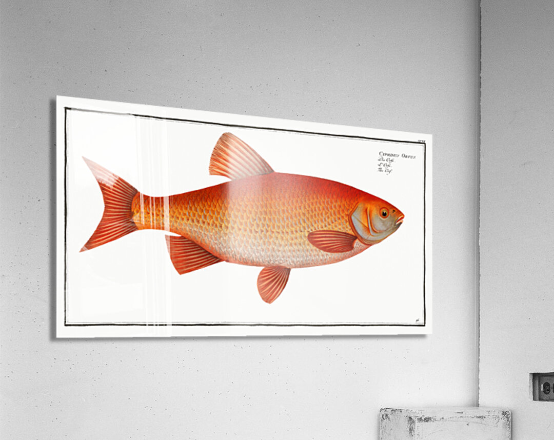Orf Cyprnus Orfus Acrylic Print