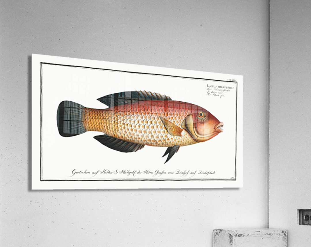 Black-fin Labrus melapterus Acrylic Print