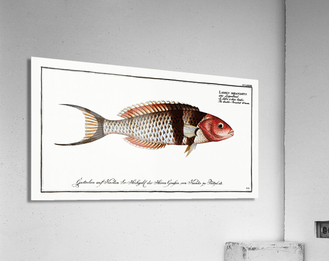 Double-Streaked Wrasse Labrus bifasciatus Acrylic Print