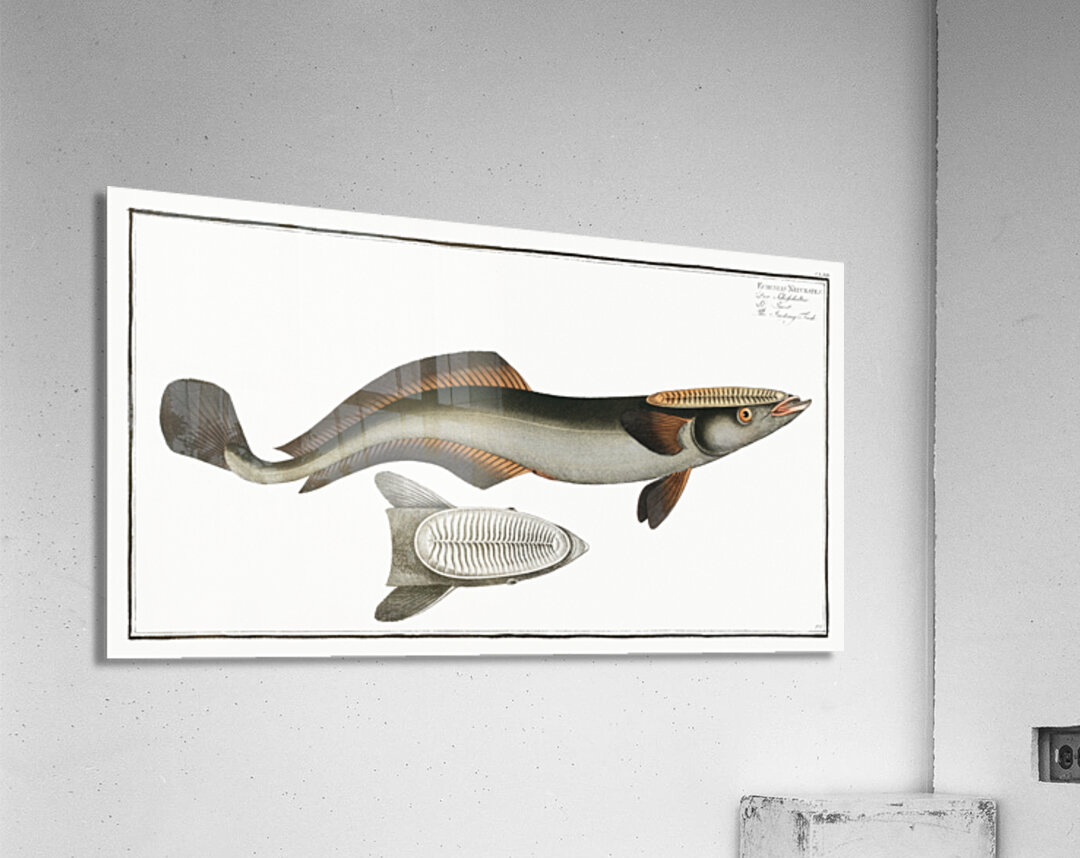Sucking-Fish Echeneis Neucrates Acrylic Print