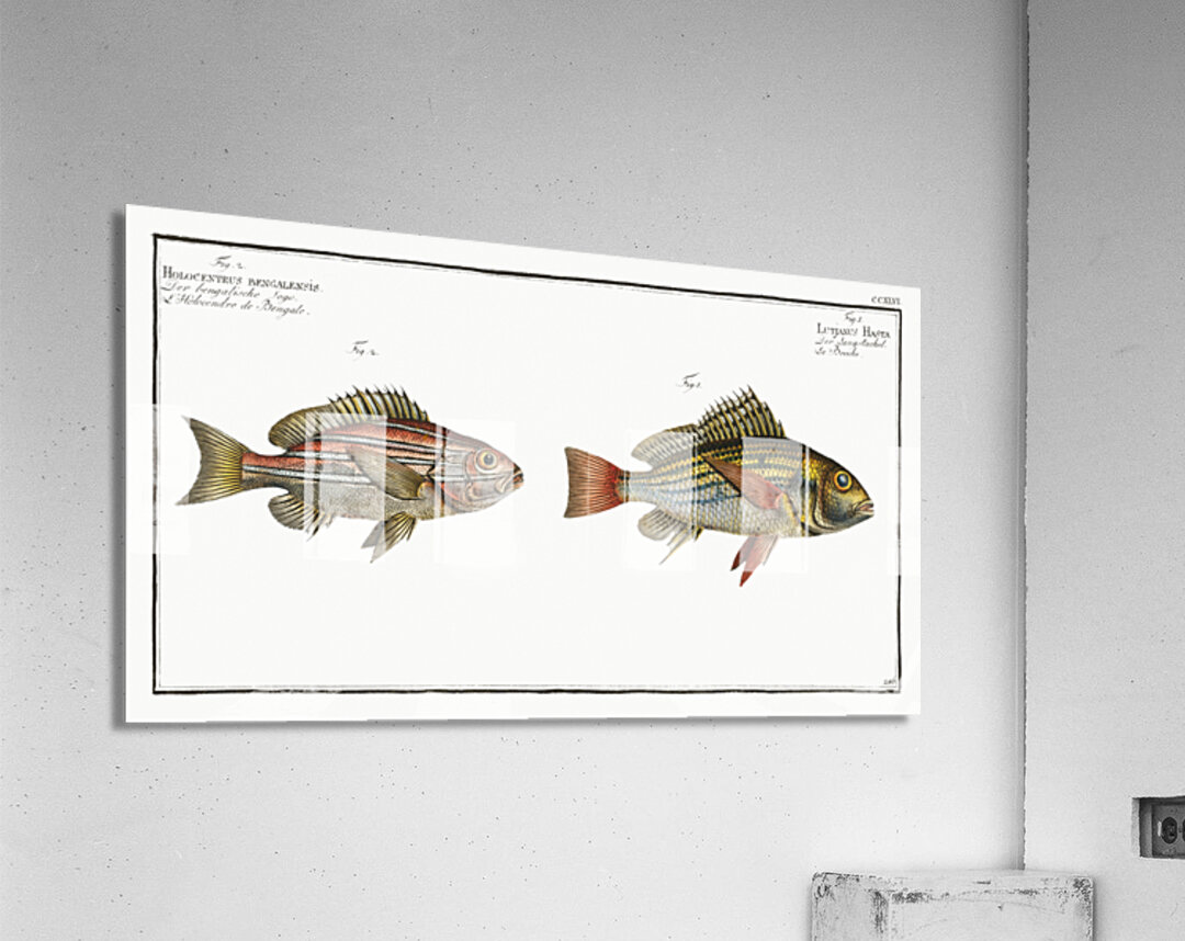 1. Lutjanus Hasta 2. Holocentrus bengalensis Acrylic Print