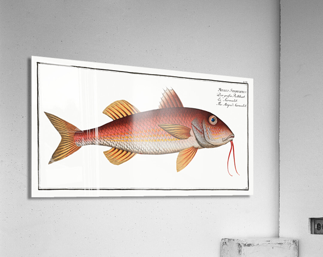 Striped Surmulet Mullus Surmuletus Acrylic Print