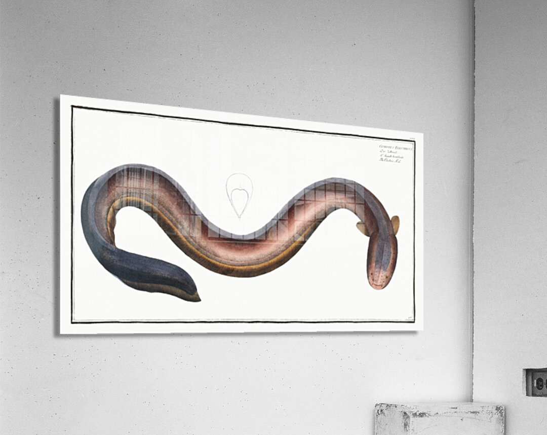 Electric-Eel Gymnotus Electricus Acrylic Print