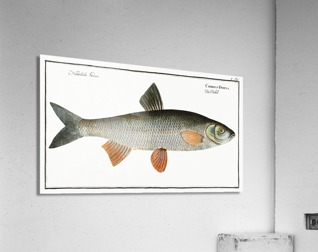 Dobula Cyprinus Dobula Acrylic Print
