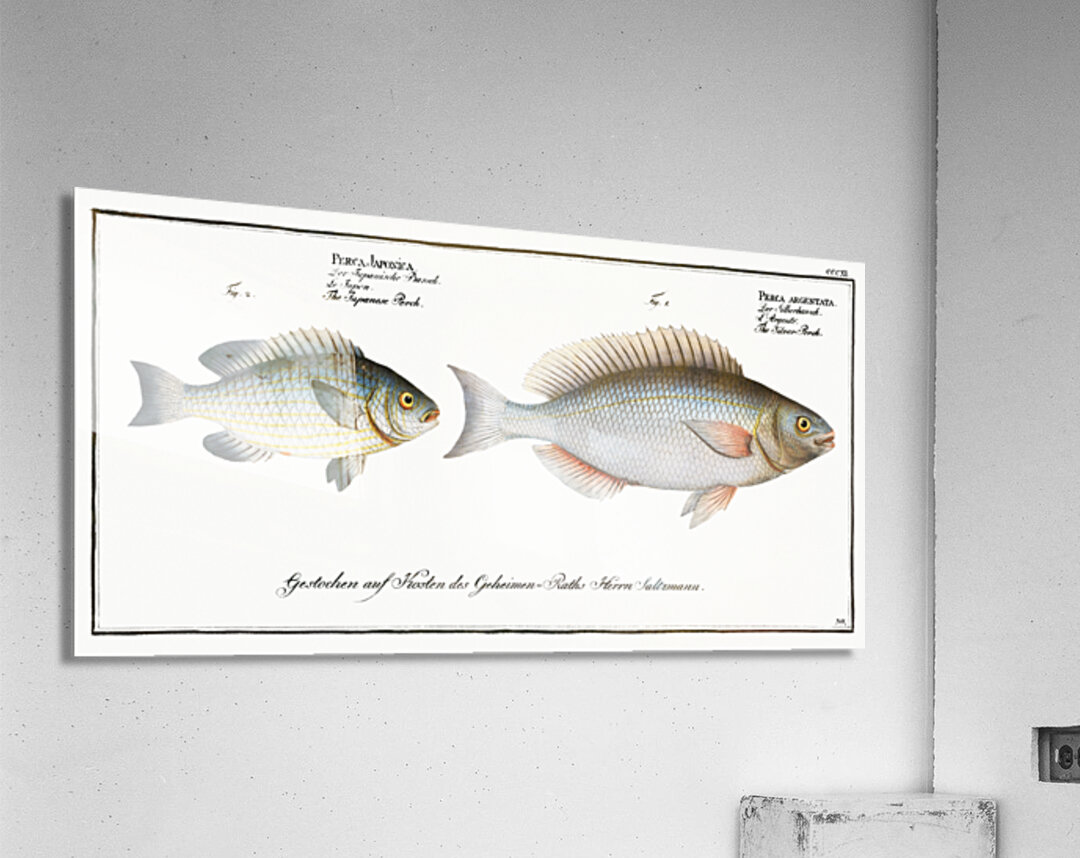 1. Silver-Perch Perca argentata 2. Japanese Perch Perca Japonica Acrylic Print