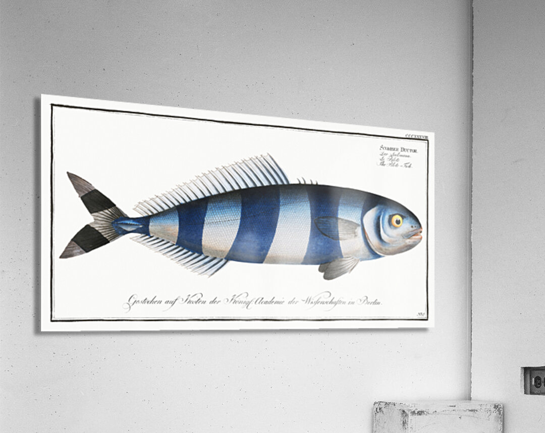 Pilote-Fish Scomber Ductor Acrylic Print