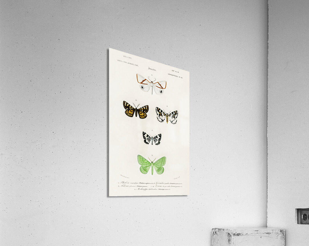 Collection of moths Acrylic Print