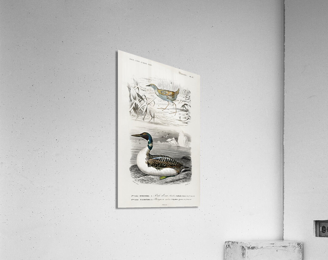 Different types of birds Acrylic Print